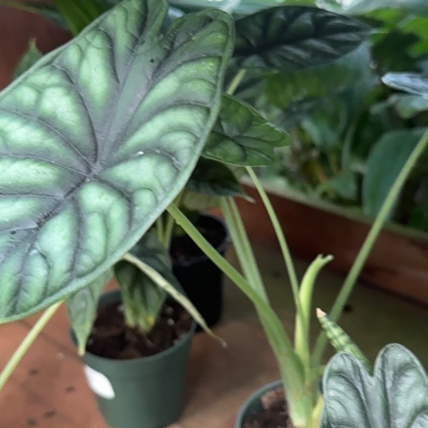 Photo of the plant species Variegated Alocasia Dragon Scale by @WarmAlpinefir named Madonna on Greg, the plant care app