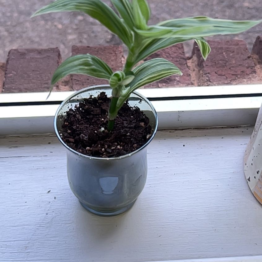 Photo of the plant species White Stripe by @bloomandgrowmia named Lola on Greg, the plant care app