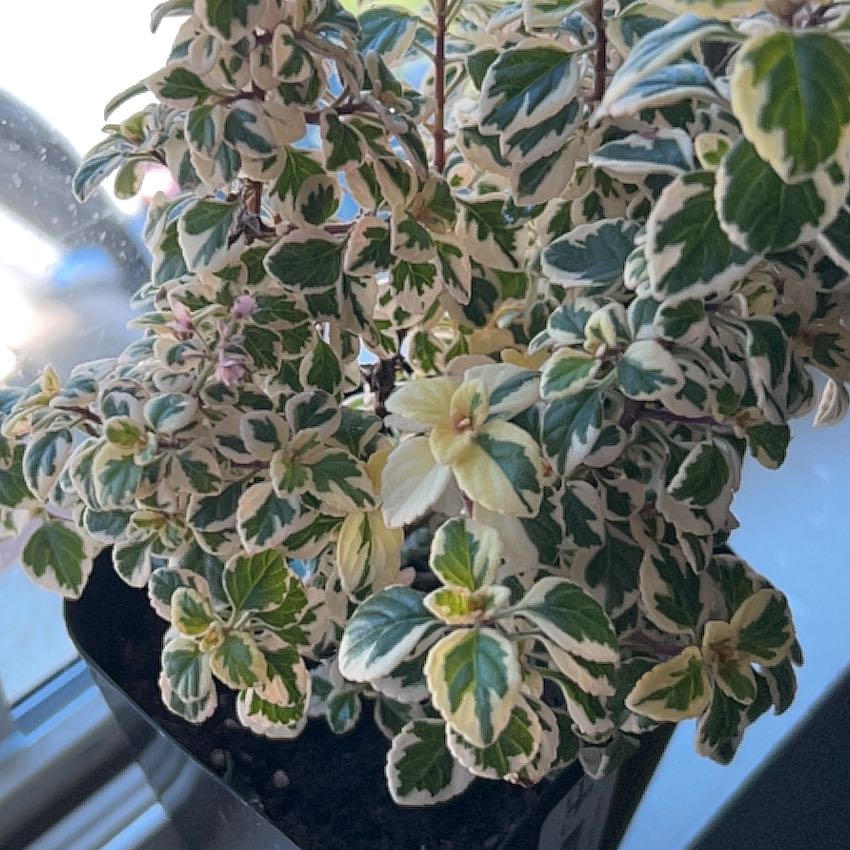 Photo of the plant species Hemizygia candy kisses by @GuruRedbanana named Lola on Greg, the plant care app