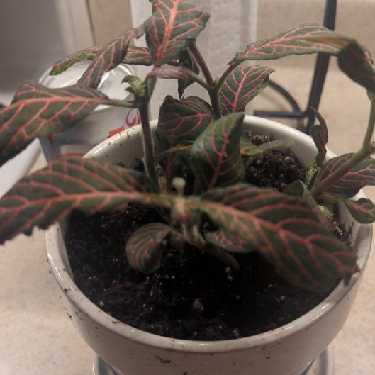 Photo of the plant species red vein by @ZanyMangemange named Clooney on Greg, the plant care app