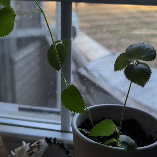 Photo of the plant species Acalypha chamaedrifolia by @ZanyMangemange named Bigleef Smalls on Greg, the plant care app