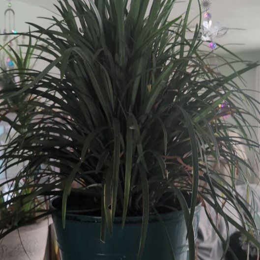 Photo of the plant species Elephant Grass by @ZanyMangemange named Forrest on Greg, the plant care app