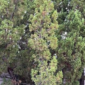 Photo of the plant species Montpellier Maple by @StarFringedrue named Denali on Greg, the plant care app