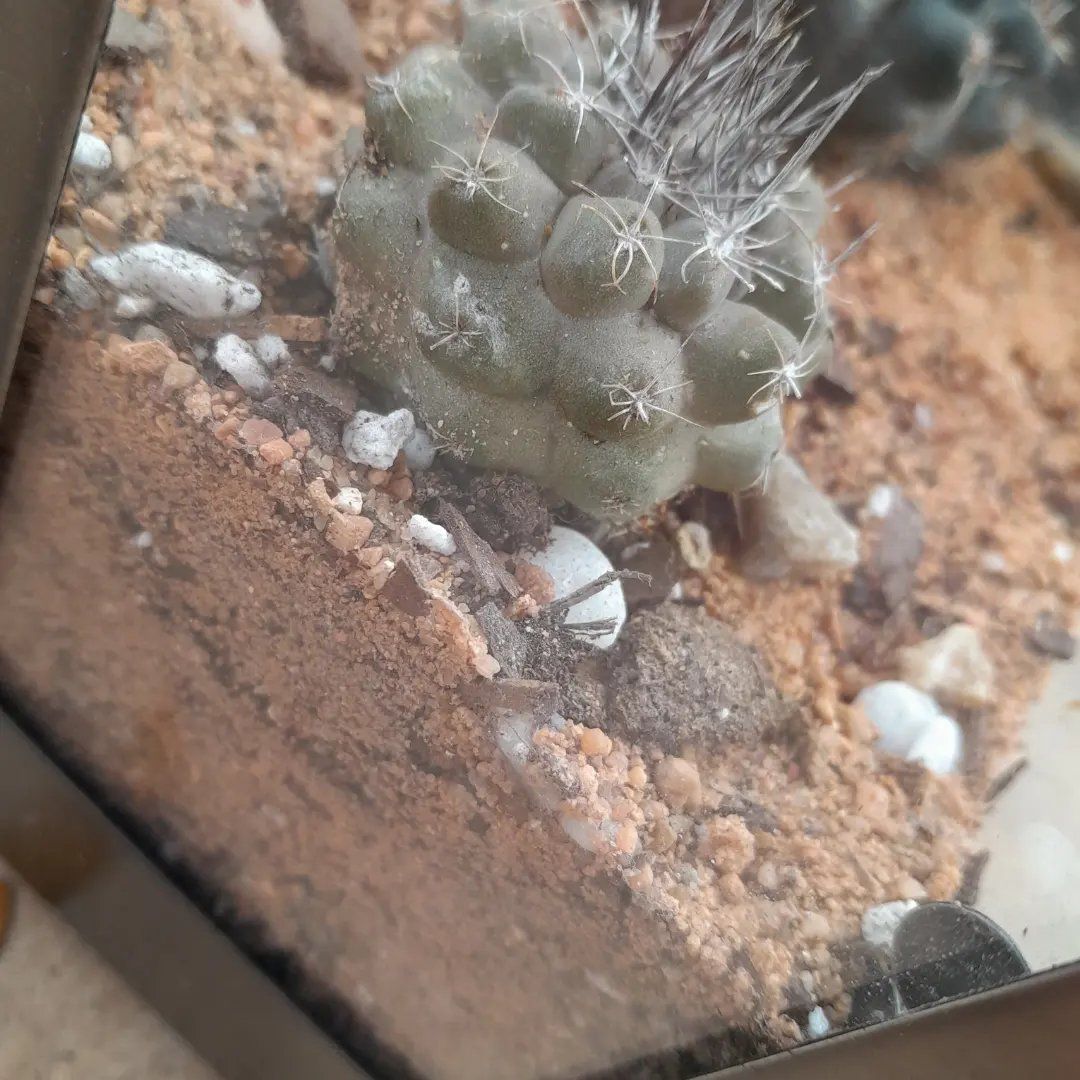 Photo of the plant species f. crestata politomica by @NoblyDamsii named Navajo on Greg, the plant care app