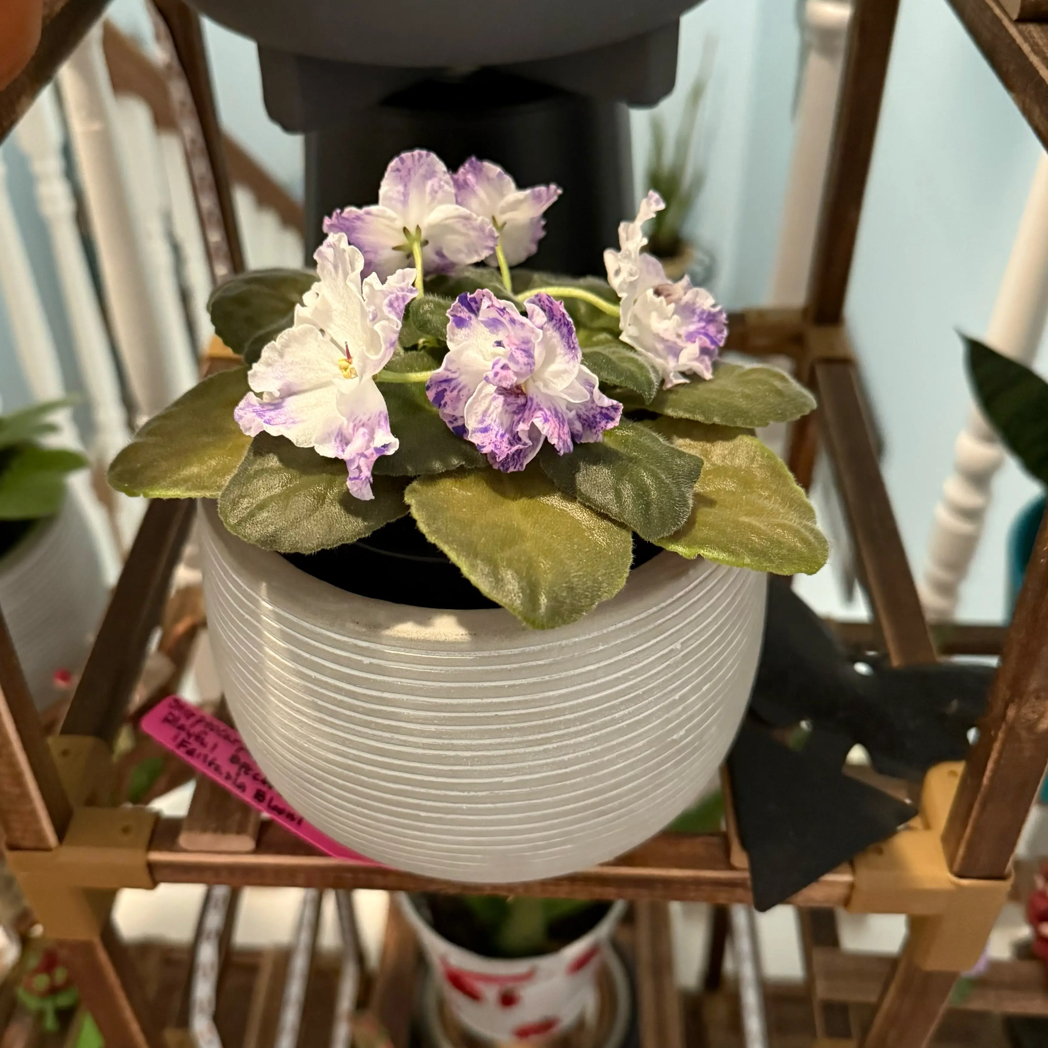 Photo of the plant species Bristol's Playful Spectrum by @FieryOrchid76 named Fantasia Bloom on Greg, the plant care app