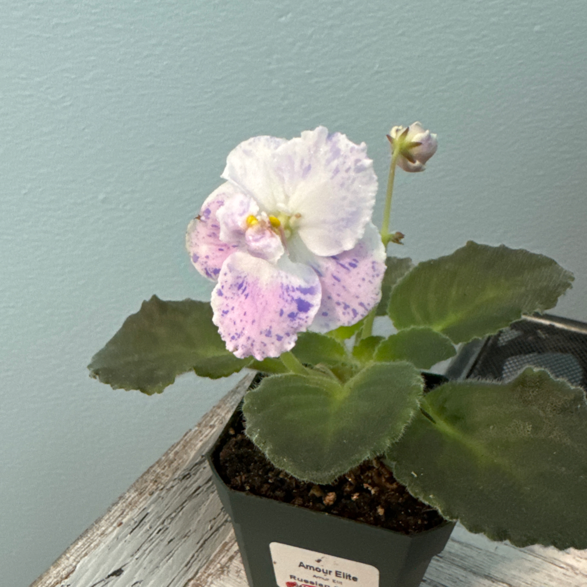 Photo of the plant species Amour Elite by @FieryOrchid76 named Lilac Twinkle on Greg, the plant care app