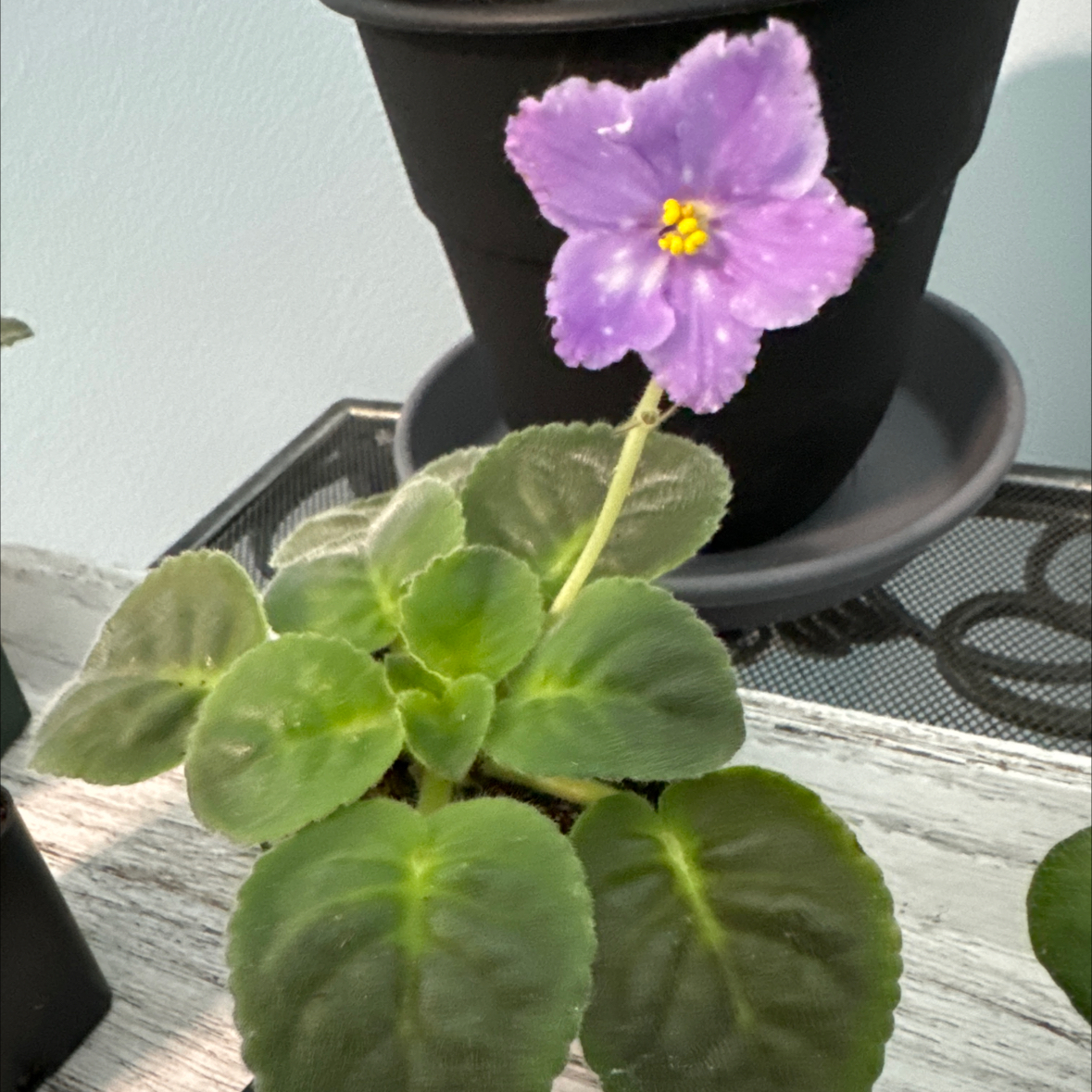 Photo of the plant species LE Birth of a Galaxy by @FieryOrchid76 named Celestial Dream on Greg, the plant care app