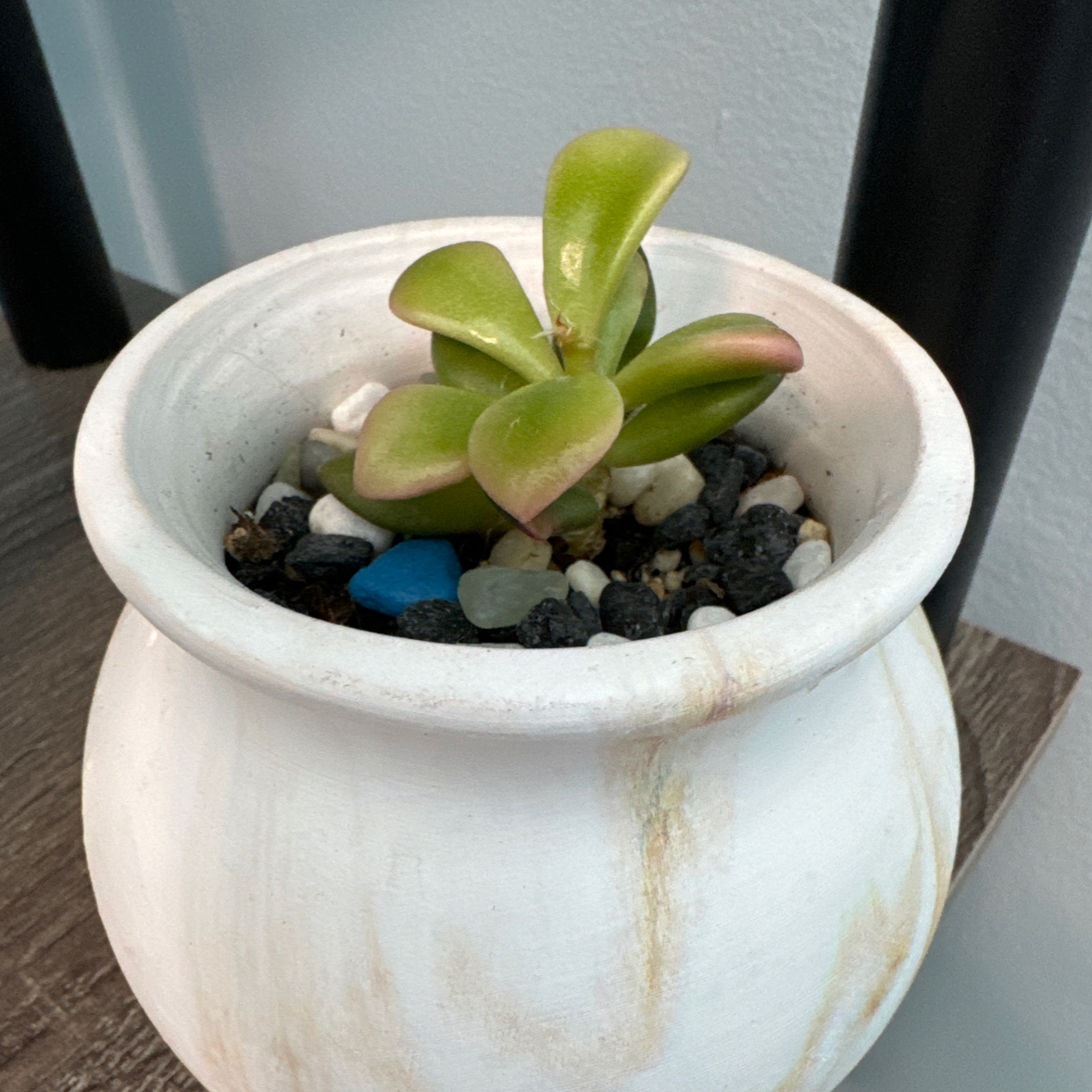 Anacampseros telephiastrum 'Variegata' succulent in a white pot with decorative stones.