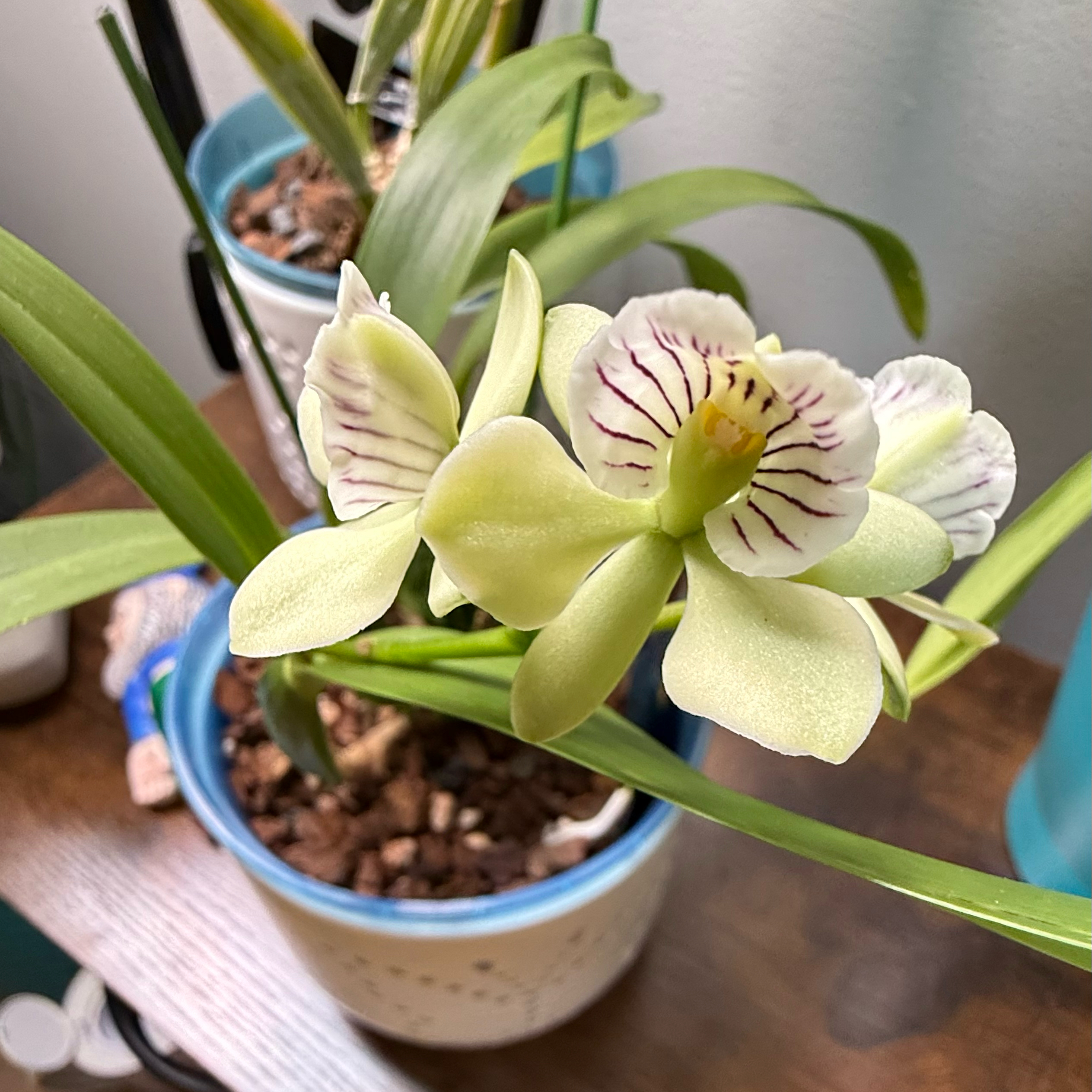 Photo of the plant species Encyclia Radiata by @FieryOrchid76 named Aloha Breeze on Greg, the plant care app