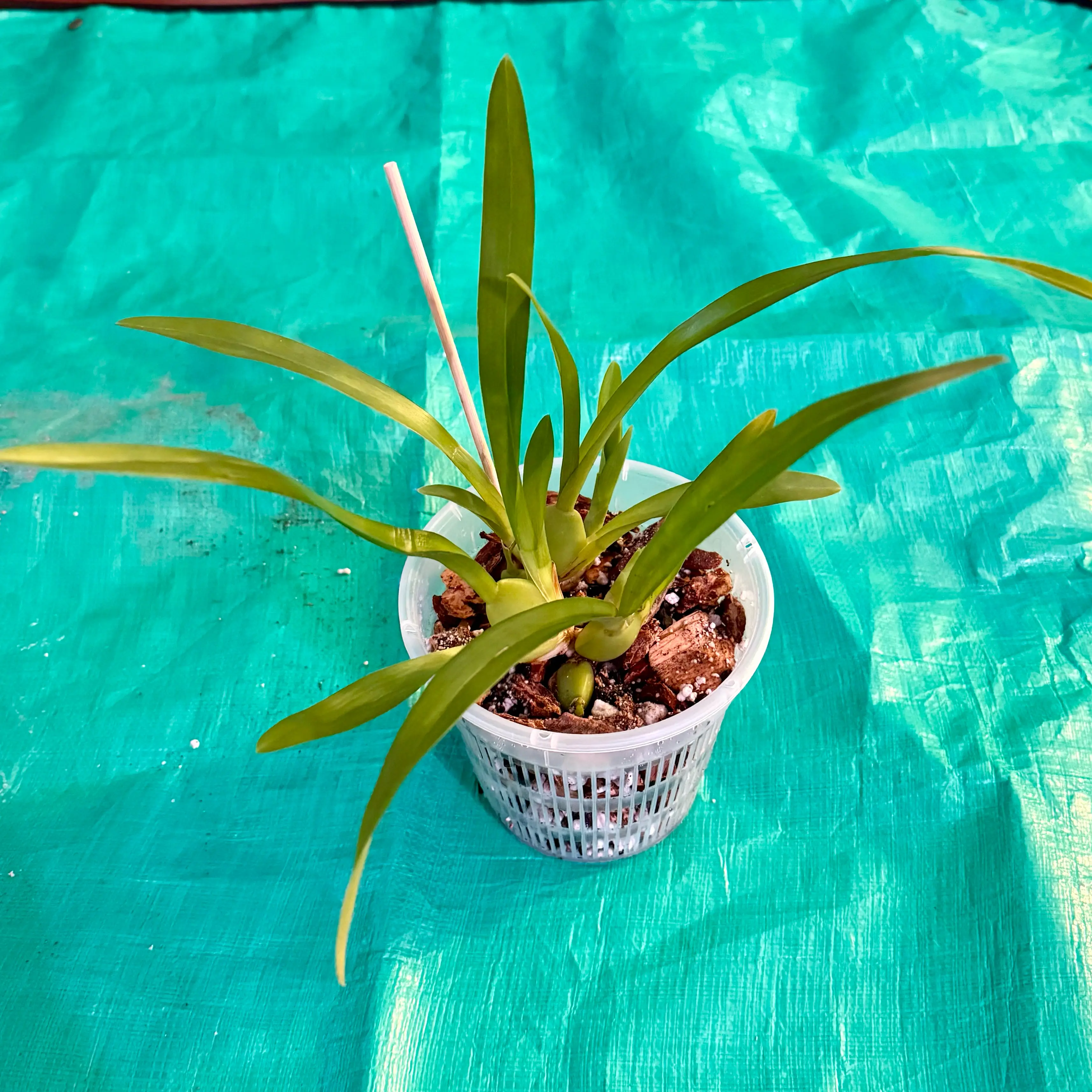 Photo of the plant species Kaley Cat by @FieryOrchid76 named Whisker Blossom on Greg, the plant care app