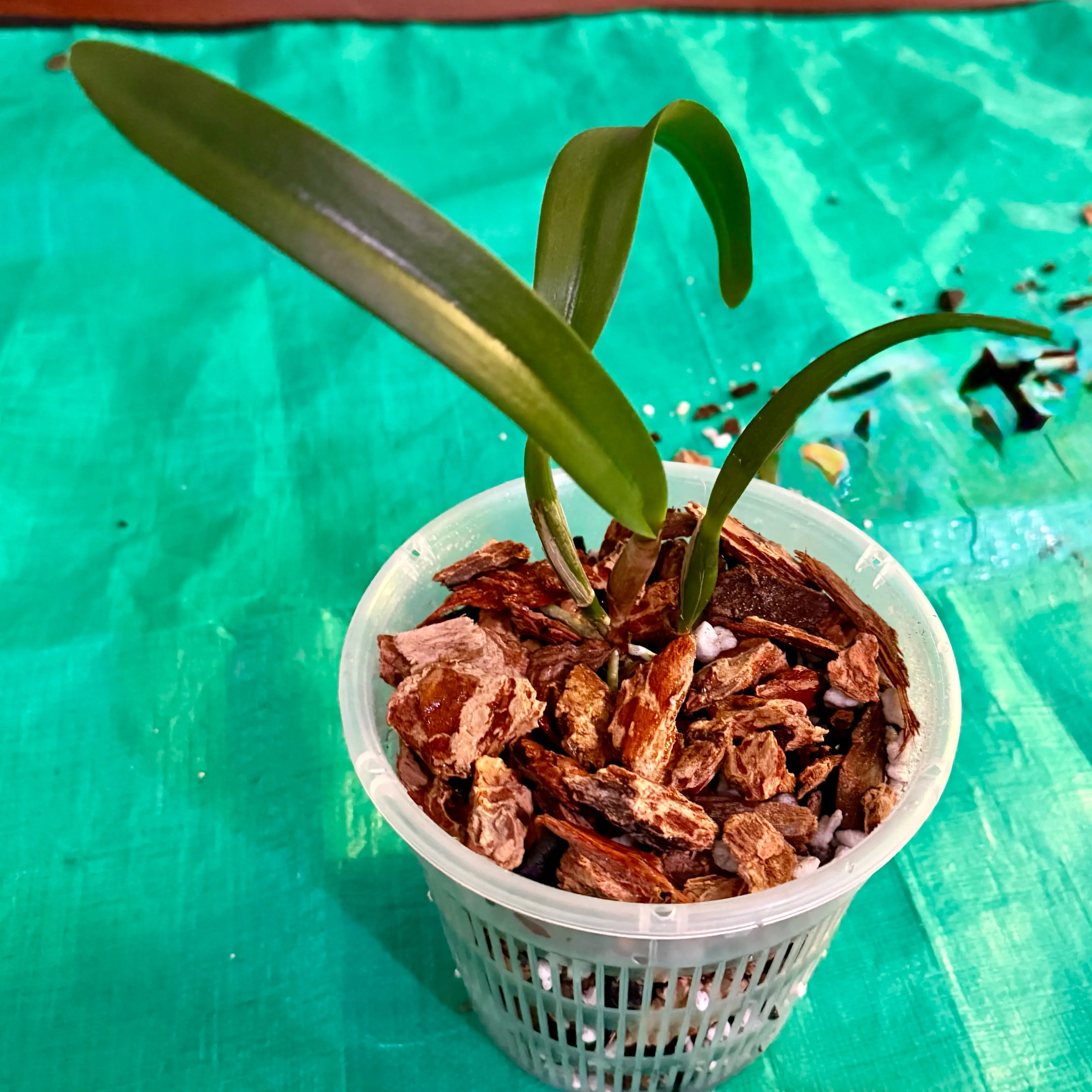 Photo of the plant species Mari's Glory Avery by @FieryOrchid76 named Lacey on Greg, the plant care app