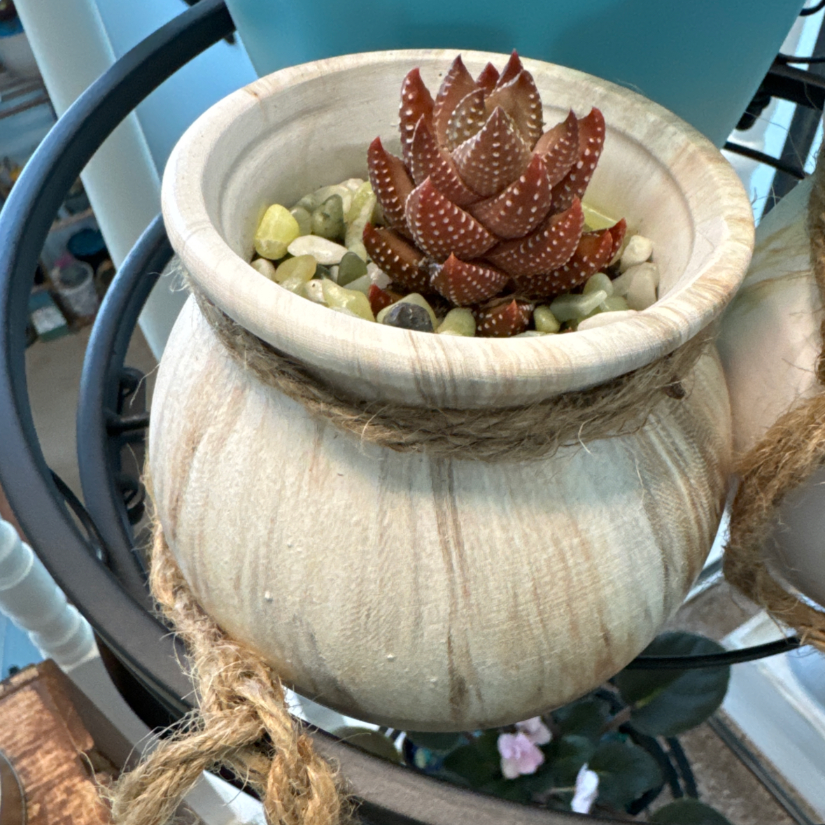 Plant care for Hawthoria turgida on Greg, the plant care app