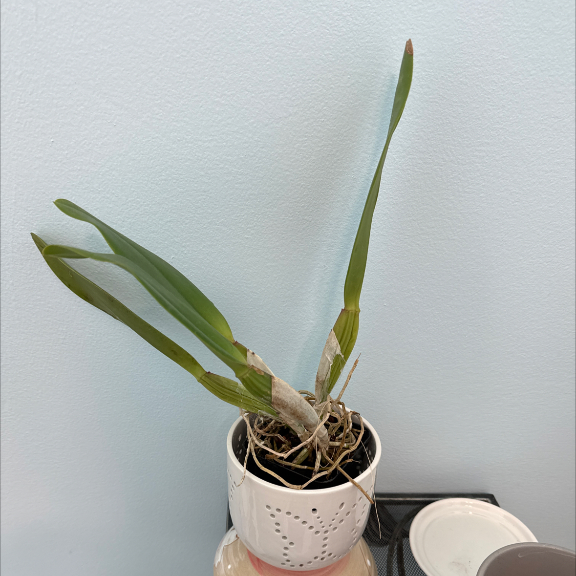 Cattleya Orchid in a white pot with long green leaves, no flowers visible.