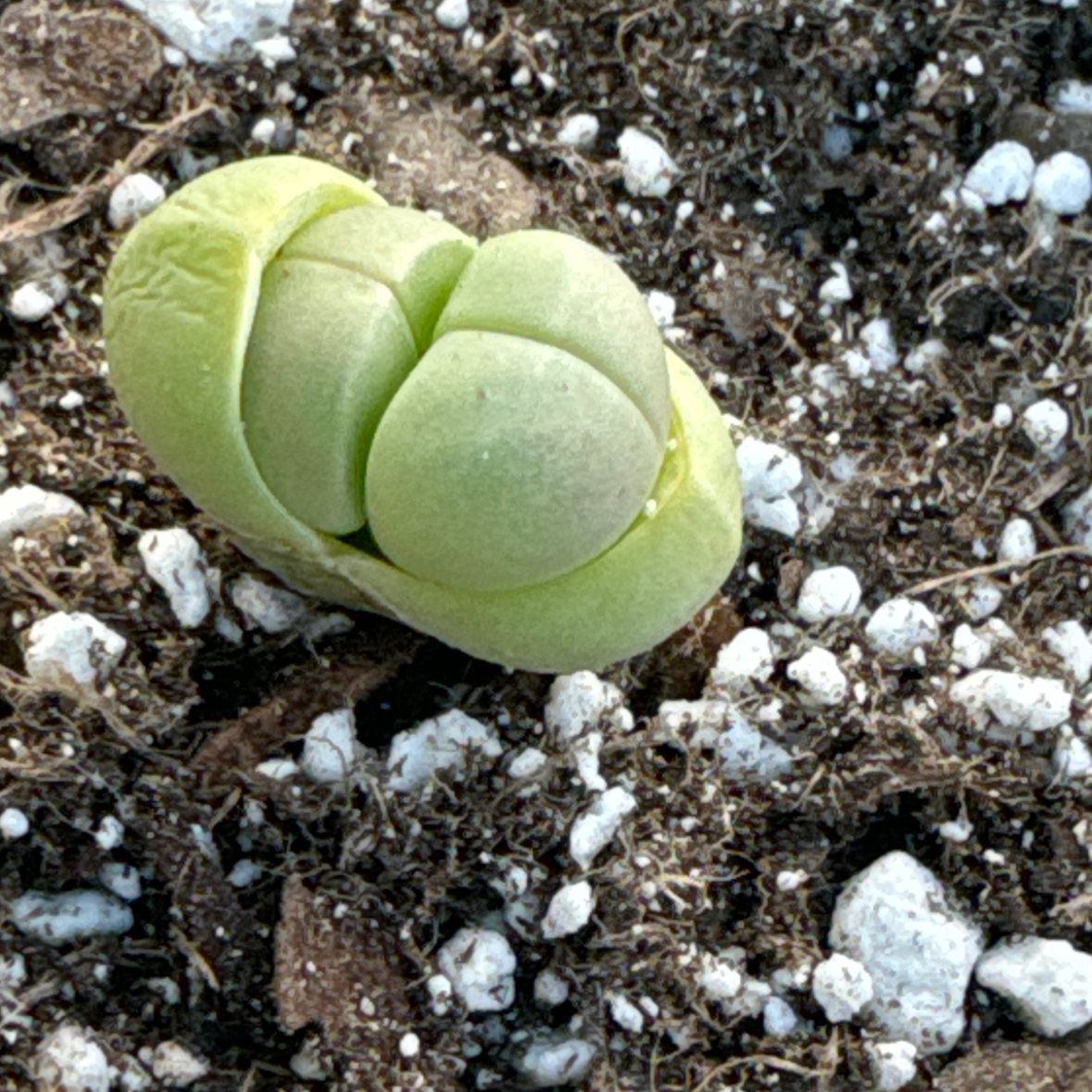 Photo of the plant species Gibbaeum heathii by @FieryOrchid76 named Tiny Tushies on Greg, the plant care app