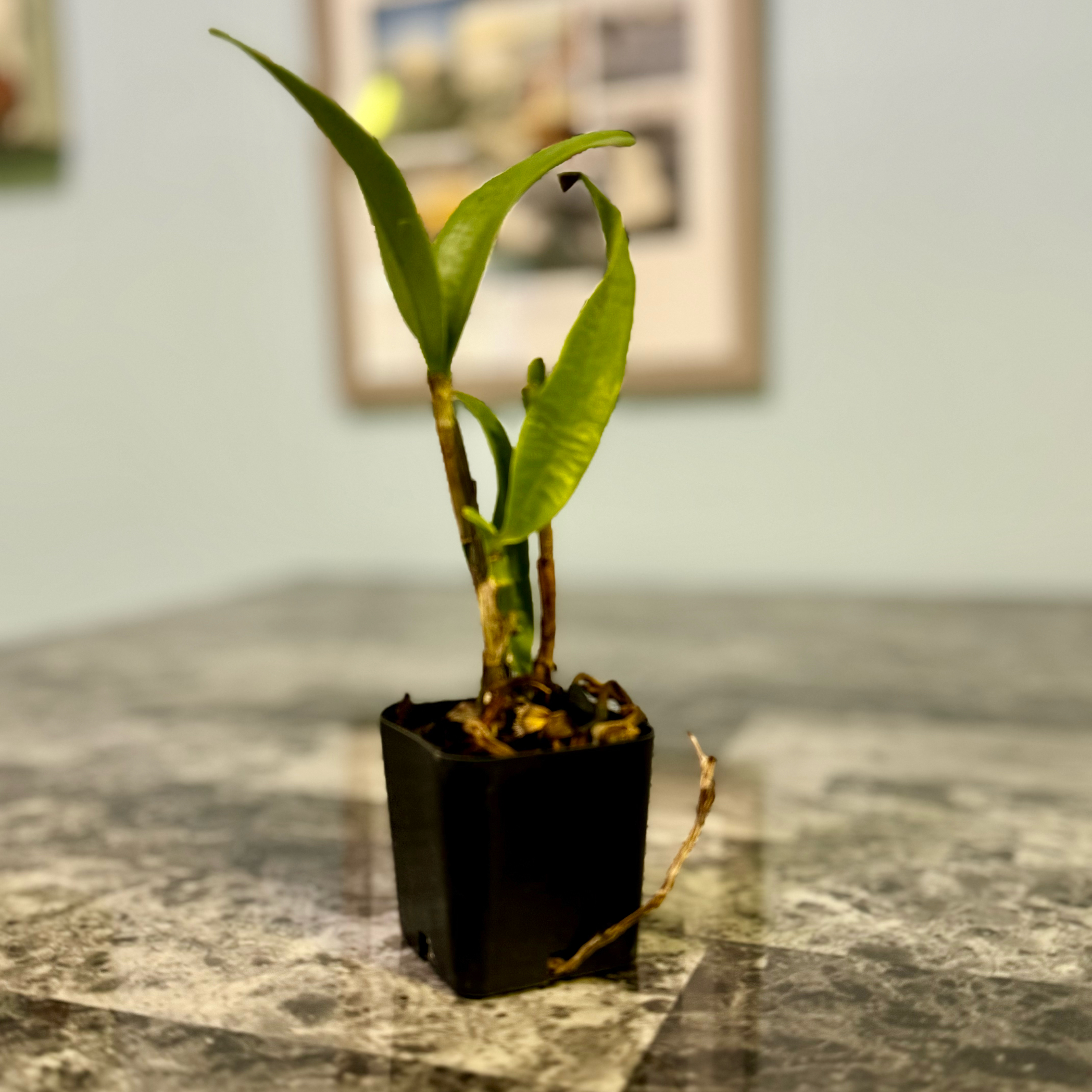 Photo of the plant species Cluster Pink Cattleya by @FieryOrchid76 named Tinkerbell on Greg, the plant care app