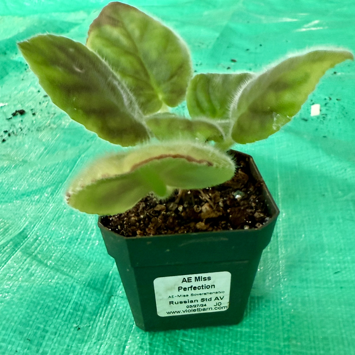 Photo of the plant species African Violet by @FieryOrchid76 named AE Miss Perfection on Greg, the plant care app