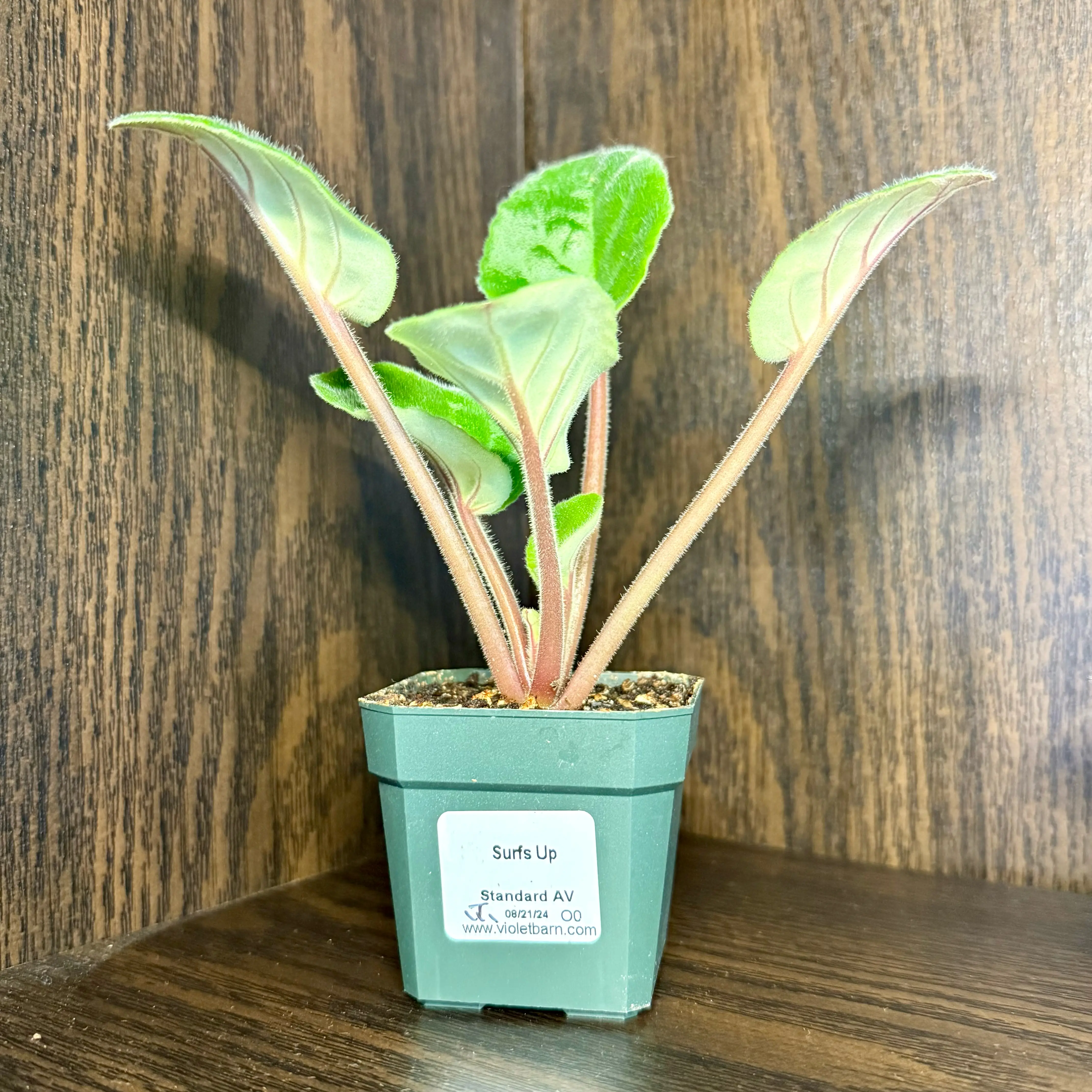 Photo of the plant species African Violet Surfs Up by @FieryOrchid76 named Hemingway on Greg, the plant care app