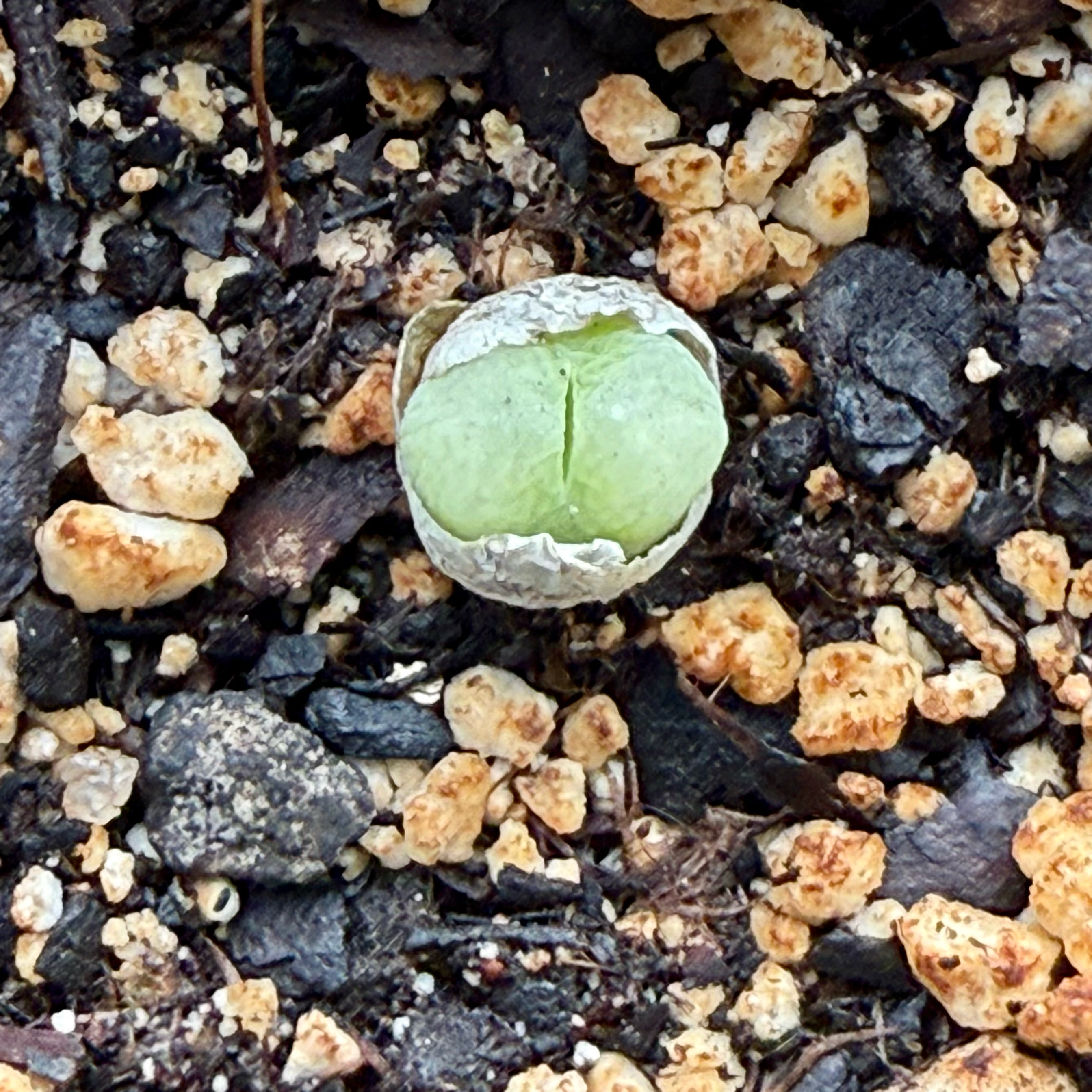 Photo of the plant species Conophytum subfenestratum by @FieryOrchid76 named Dottie on Greg, the plant care app