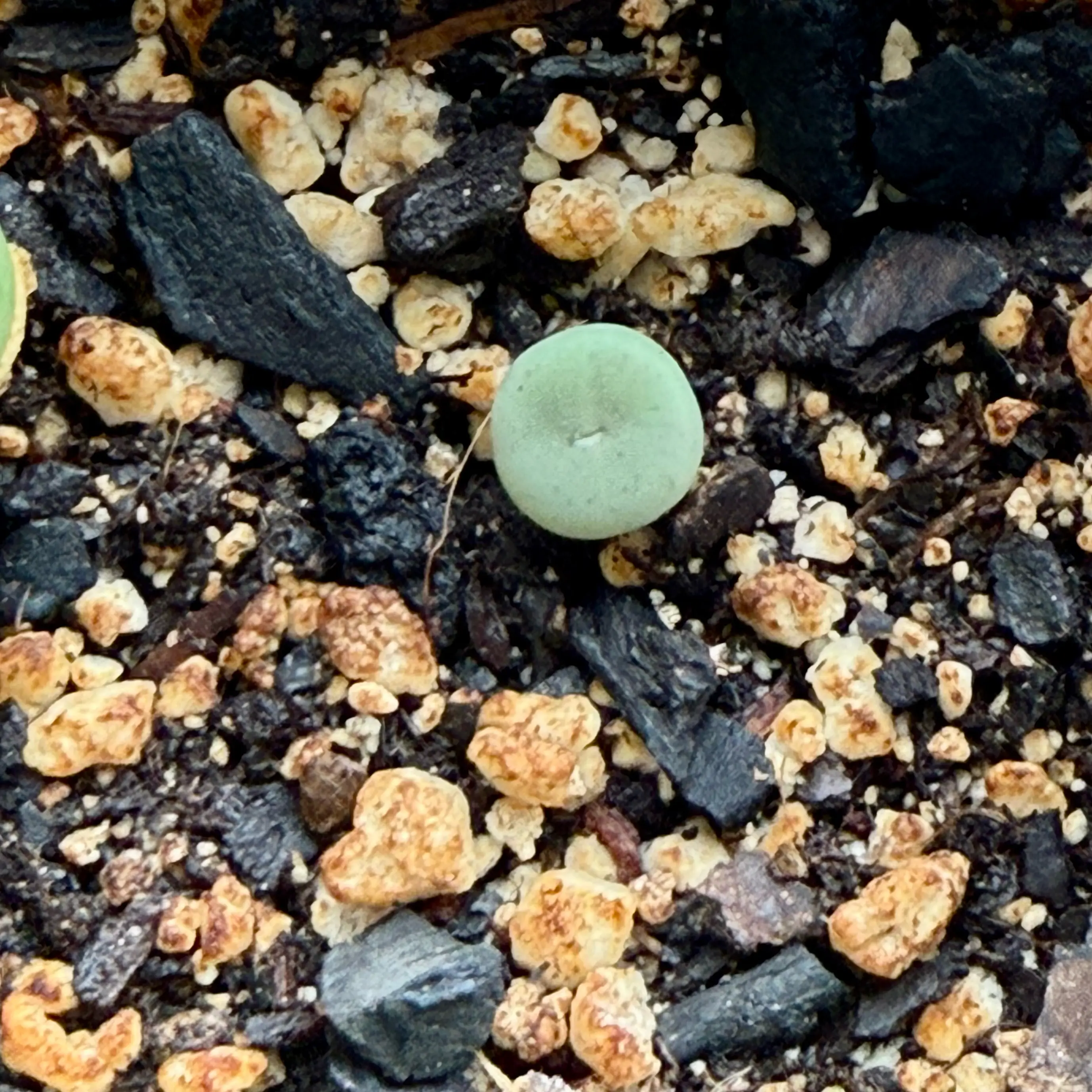 Photo of the plant species Conophytum Pageae Toringberg Lithop by @FieryOrchid76 named Puckers on Greg, the plant care app