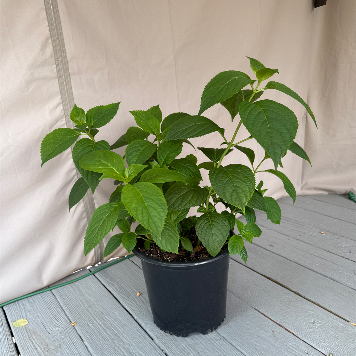 Photo of the plant species Penny Mac by @FieryOrchid76 named Figyonce on Greg, the plant care app