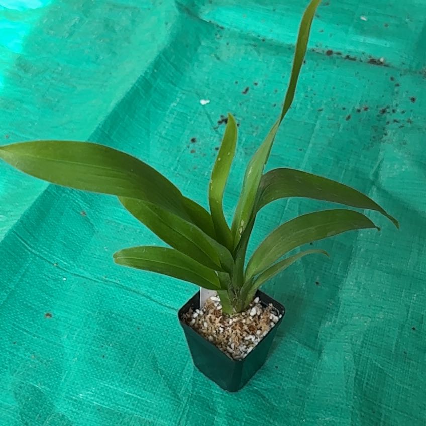 Photo of the plant species Wilsonara Eye Candy Pinkie by @FieryOrchid76 named Pinkie on Greg, the plant care app