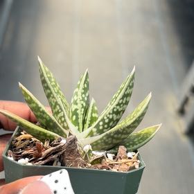 Photo of the plant species Gasteria gracilis by @SolidDogfennel named Spenser on Greg, the plant care app