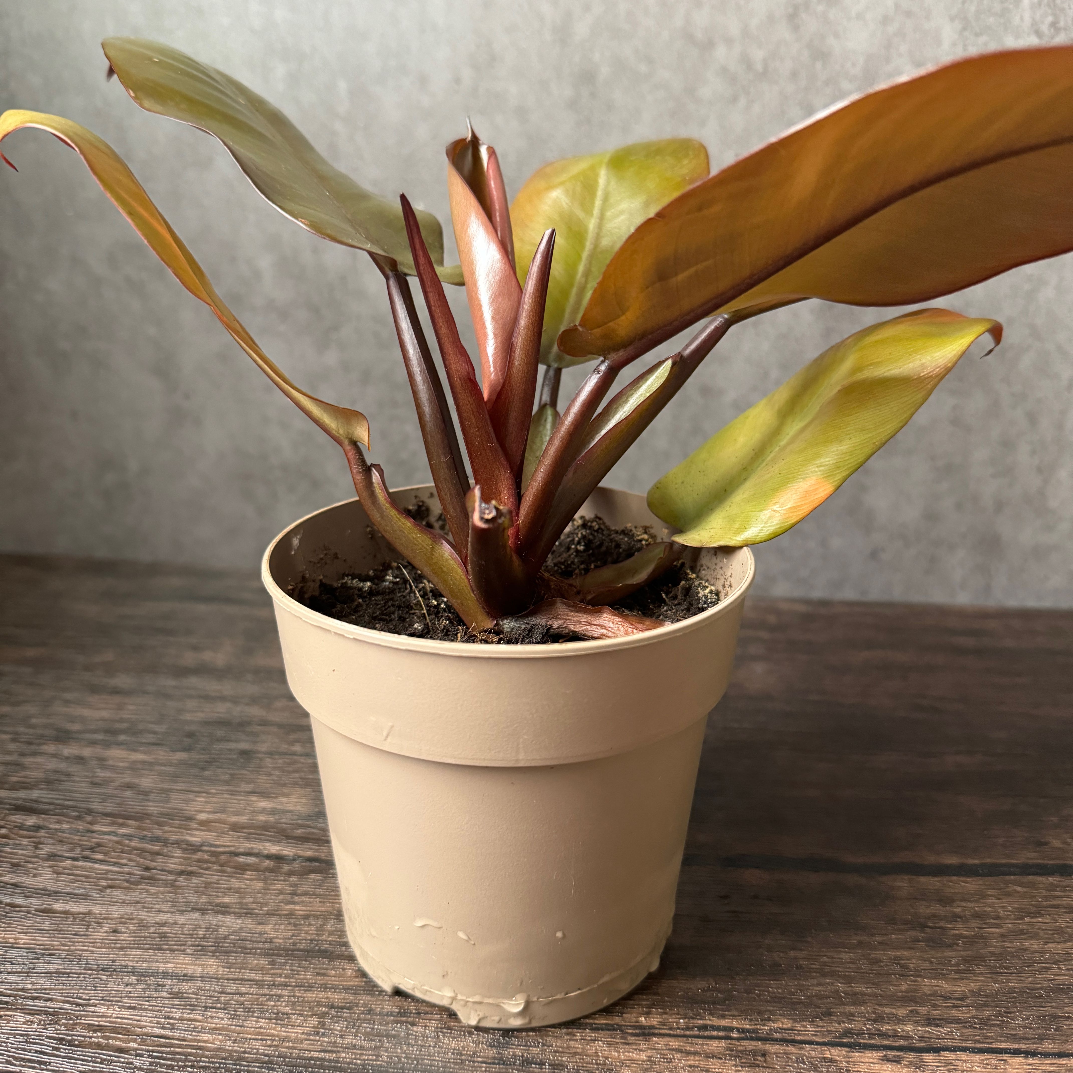 Photo of the plant species Philodendron erubescens 'Black Cardinal x Caramel' by @BrightWildyam named Anne on Greg, the plant care app