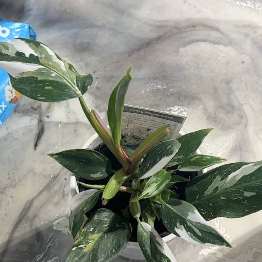 Plant care for Dawn to Dusk on Greg, the plant care app