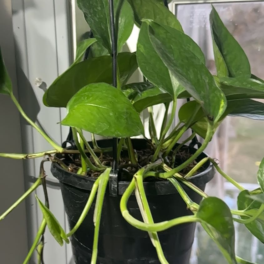 Locks | A plant by @OrganicPothos on Greg