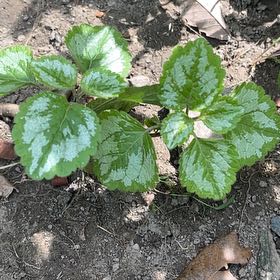 Photo of the plant species Yellow Archangel by @AgileIronweed named Einstein on Greg, the plant care app