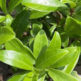 Photo of the plant species Island Marlberry by @AgileIronweed named Lavender on Greg, the plant care app