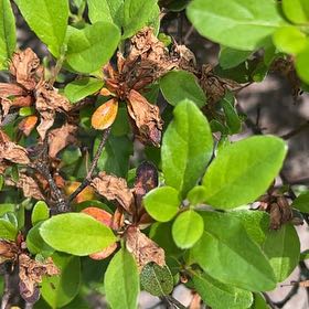 Photo of the plant species Satsuki by @AgileIronweed named Leonardo on Greg, the plant care app
