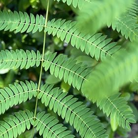 Photo of the plant species Silk Tree by @AgileIronweed named Hemingway on Greg, the plant care app