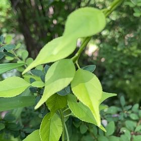 Photo of the plant species Asian Bittersweet by @AgileIronweed named Maya on Greg, the plant care app