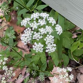 Photo of the plant species Bishop's Goutweed by @AgileIronweed named Fernie Mac on Greg, the plant care app