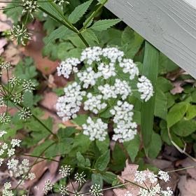 Photo of the plant species Bishop's Goutweed by @AgileIronweed named Messi on Greg, the plant care app