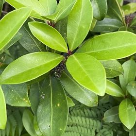 Photo of the plant species Island Marlberry by @AgileIronweed named Rosa on Greg, the plant care app