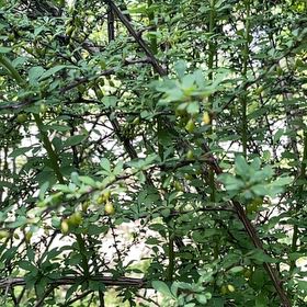 Photo of the plant species Japanese Barberry by @AgileIronweed named Elle on Greg, the plant care app