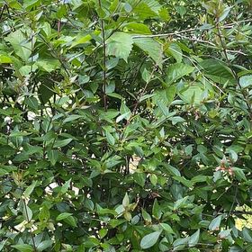 Photo of the plant species Common Myrtle by @AgileIronweed named Darwin on Greg, the plant care app