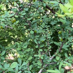 Photo of the plant species Japanese Barberry by @AgileIronweed named Achilles on Greg, the plant care app