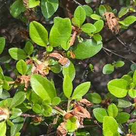Photo of the plant species Satsuki by @AgileIronweed named Wall-E on Greg, the plant care app
