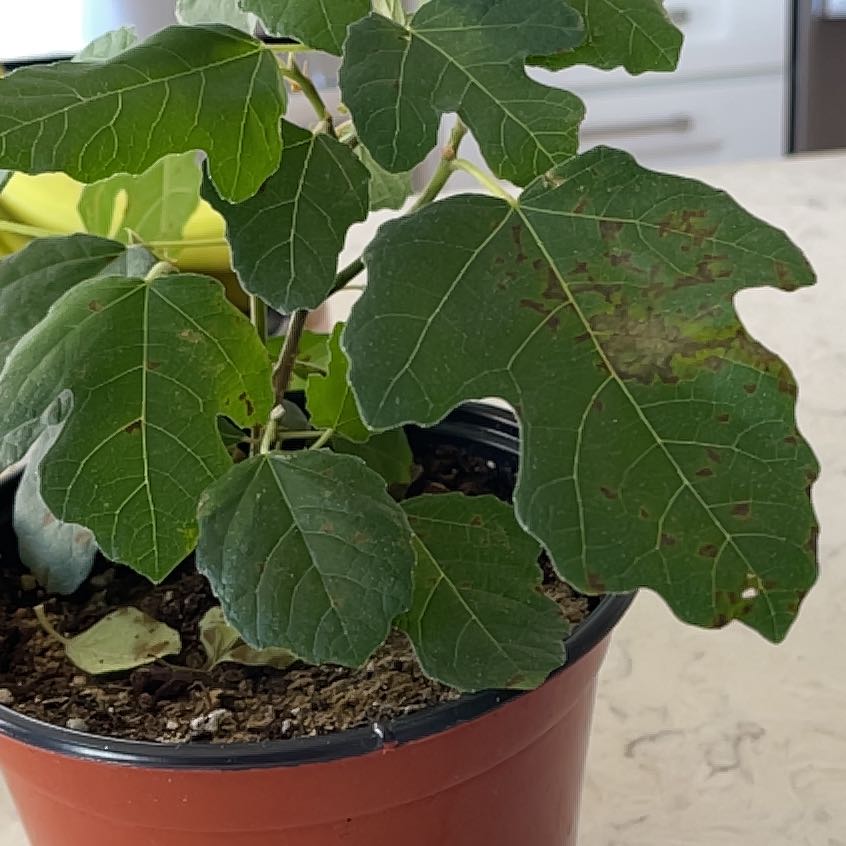 Photo of the plant species Papaya by @AgileIronweed named Sanders on Greg, the plant care app