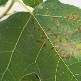 Photo of the plant species Brown Turkey Fig by @AgileIronweed named Aria on Greg, the plant care app