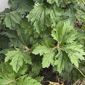 Photo of the plant species Indian Rhubarb by @SuperHedgemaple named Ulysses S Plant on Greg, the plant care app
