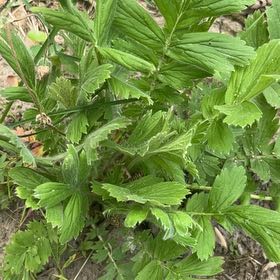 Photo of the plant species Old Man's Whiskers by @SuperHedgemaple named Delilah on Greg, the plant care app