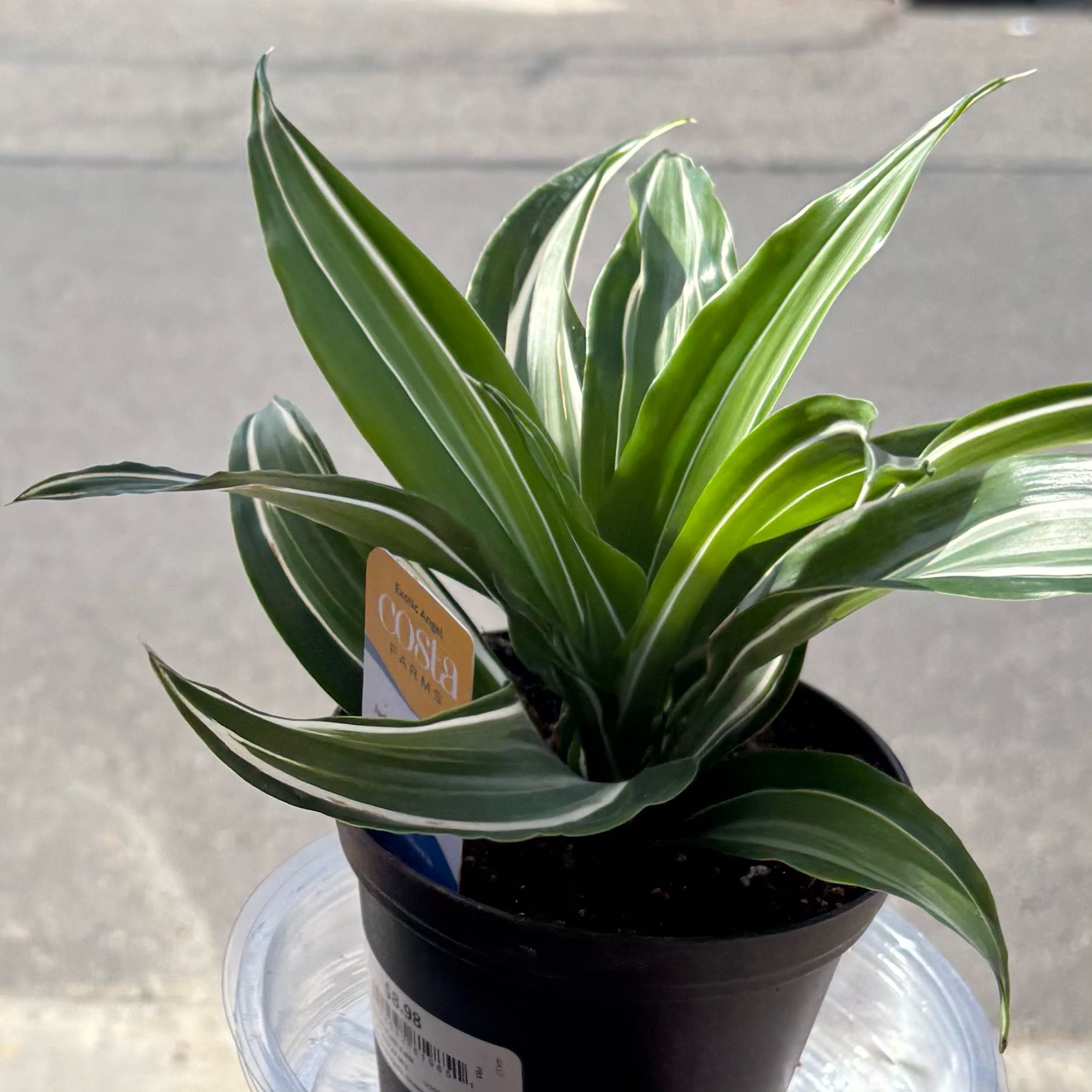 Photo of the plant species Dracaena Jade Jewel by @FavoredPersia named McKinley on Greg, the plant care app