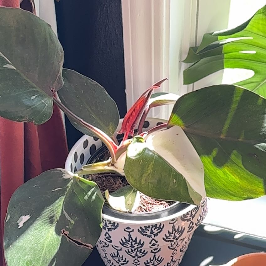 Photo of the plant species White Knight Philodendron by @KeyRabbitsfoot named Leaf Erickson on Greg, the plant care app