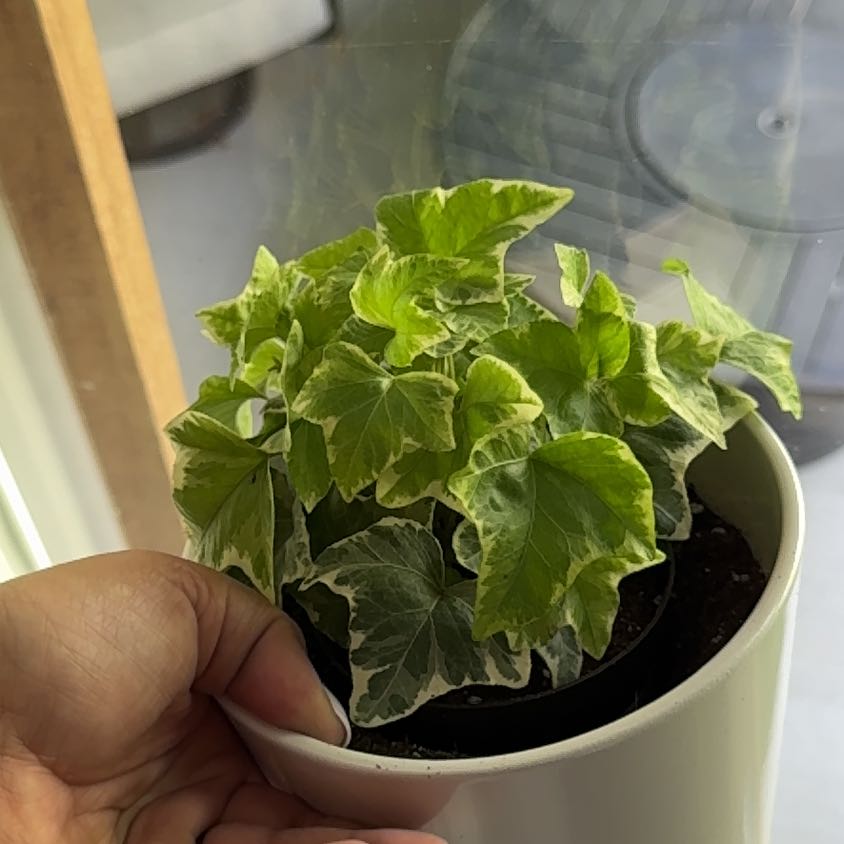 Potted English Ivy 'Goldchild' plant with variegated leaves, held by a hand.