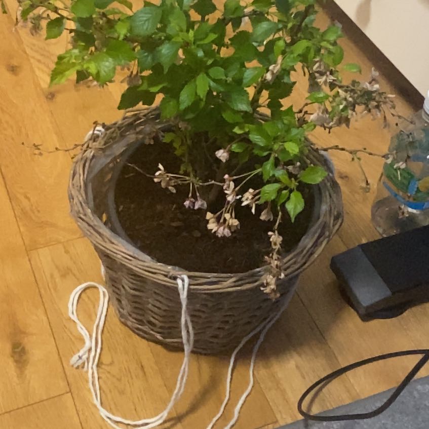 Photo of the plant species Flowering Cherry by @ExactBelleblue named Stella on Greg, the plant care app