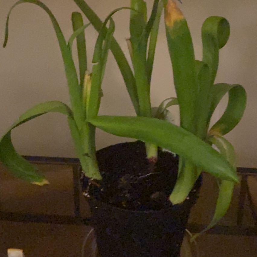 Photo of the plant species Wild Hyacinth by @MusicalBokchoi named Sir Plancelot on Greg, the plant care app